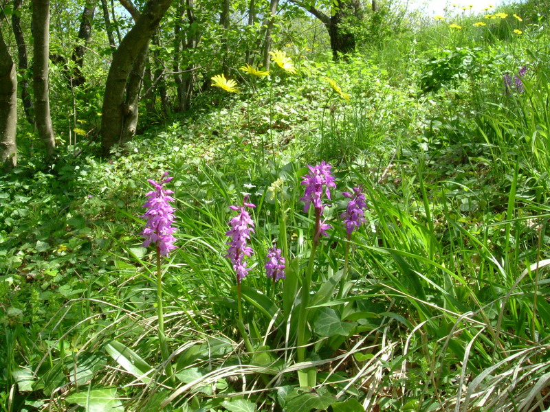 Orchis mascula